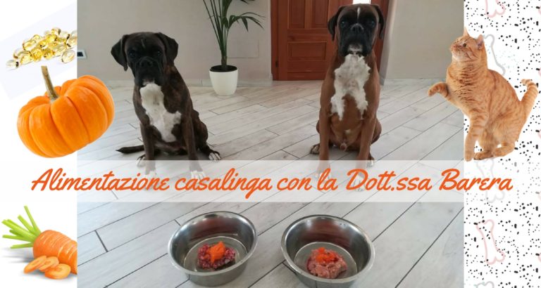 Alimentazione casalinga cani e gatti | Clinica Veterinaria ...